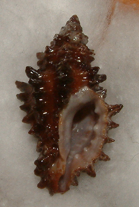 Muricopsis cristata